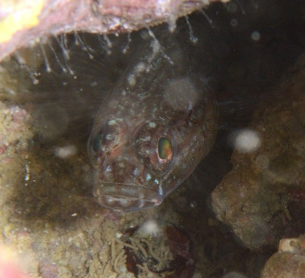 Gobius cf. fallax?